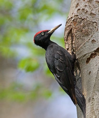 black-woodpecker-68260