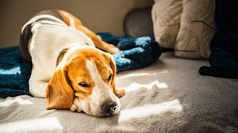 Otrava u psa: Jak ji rozpoznat a efektivně řešit?