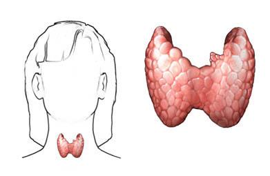 the-thyroid-gland