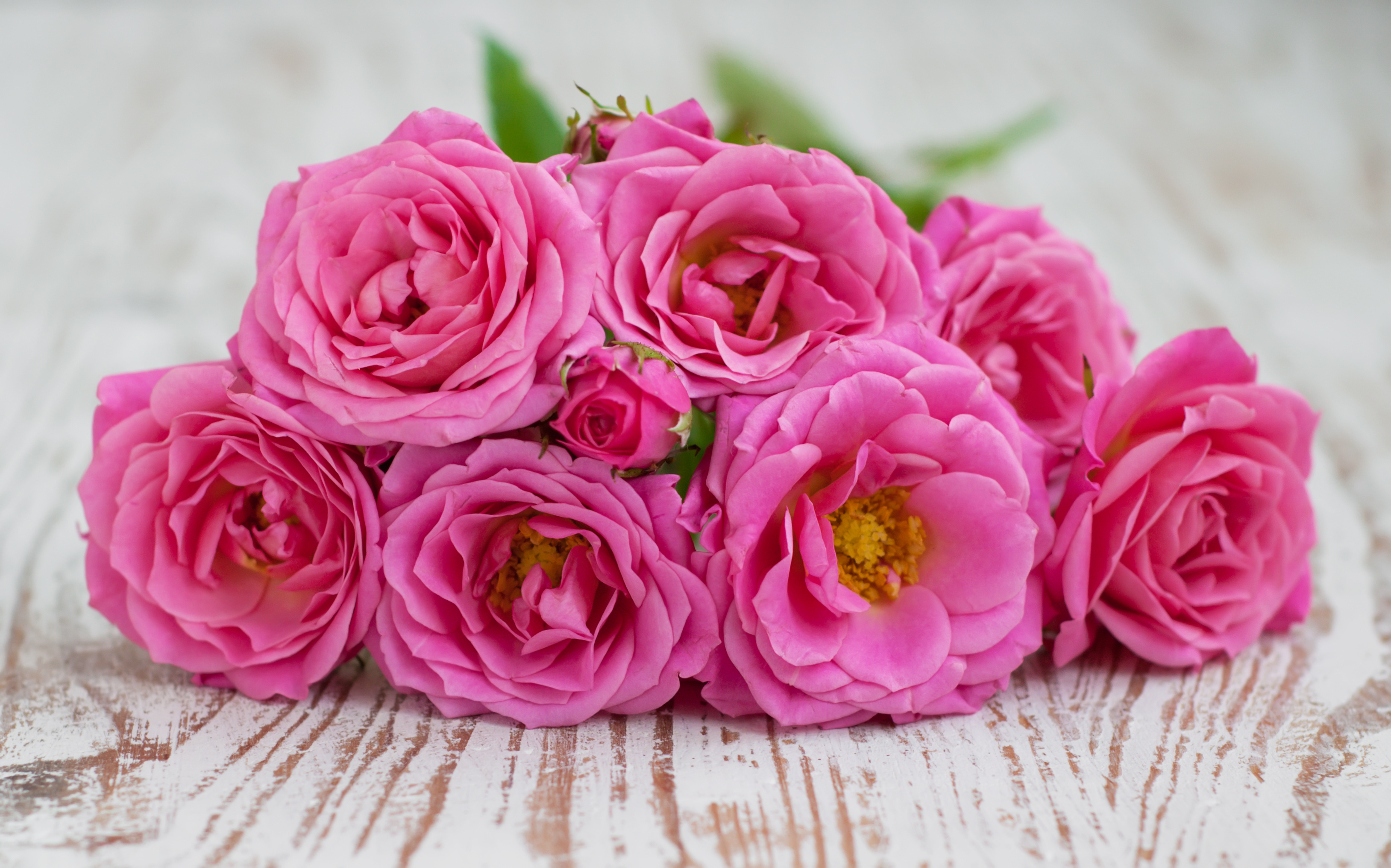 Růže v aromaterapii a použití (3)