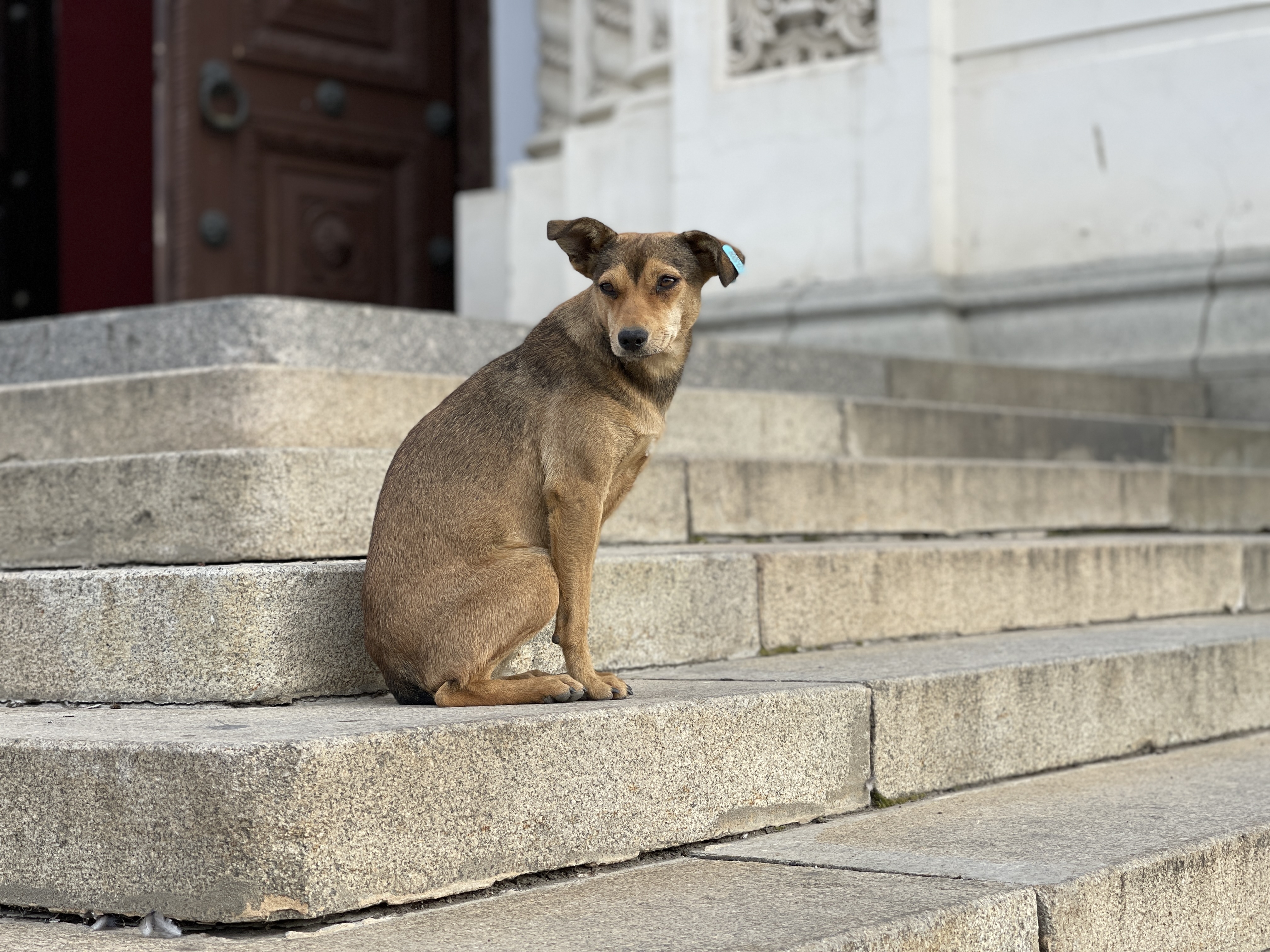Ztracený pes dokáže majitele vykolejit. Jak si počínat, abyste zvýšili šance na návrat?