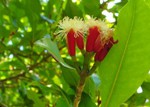 Syzygium aromaticum 