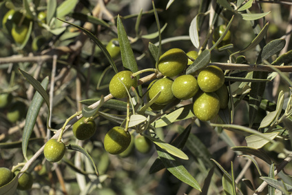 olivy na olivovníku