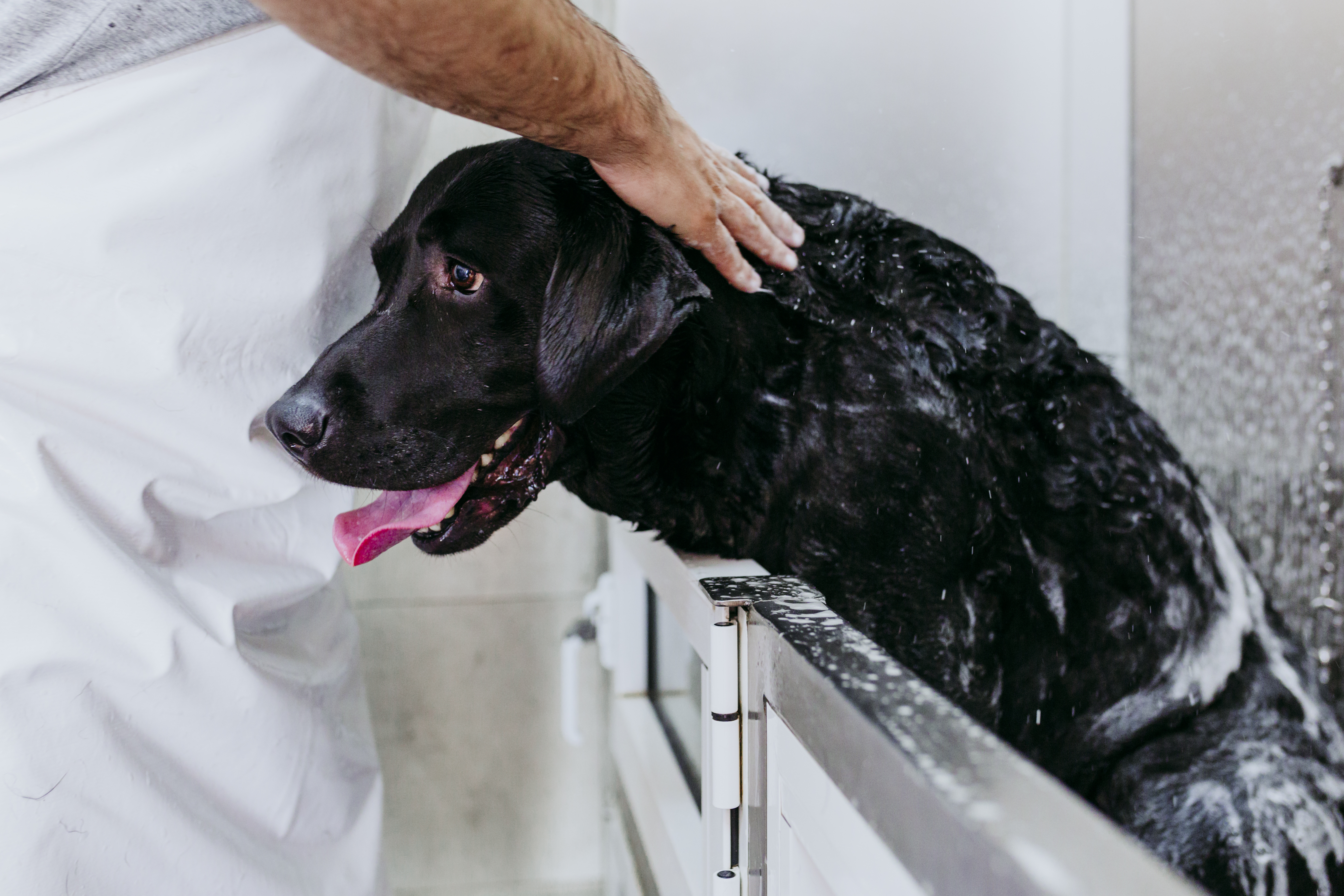 Kvasinková infekce u psa: Jak ji rozpoznat a léčit?