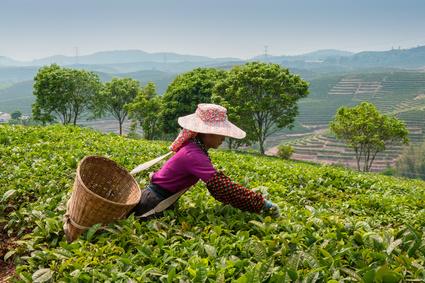 Pití čaje je součástí mnoha kultur a zvyků už po celá tisíciletí.