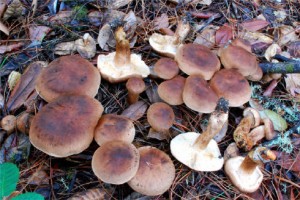 Čirůvka střechovitá Foto: mushroomhobby.com