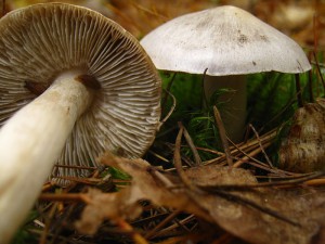 Čirůvka žíhaná Foto: Wikimedia, Autor: Natr