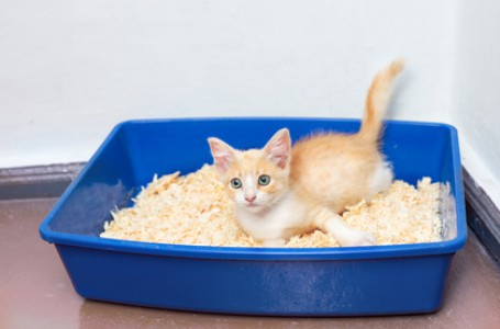Toxoplasmóza Toxoplasmóza