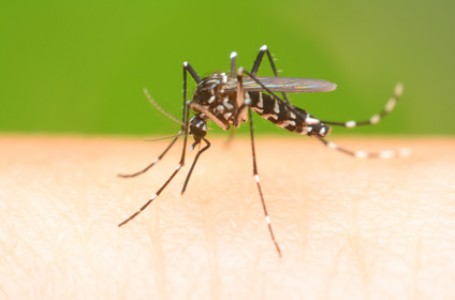 Virus Zika přenášejí komáři. Virus Zika přenášejí komáři.