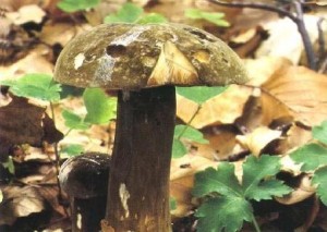 hřib nachovýtrusný Foto: www.houbar.cz