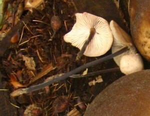 Špička cibulová Foto: Wikimedia, Autor: Botaurus-stellaris