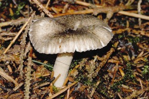 Šťavnatka tečkovaná Foto: Wikimedia, Autor: Sarefo