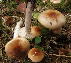 Šťavnatka terčovitá Foto: Wikimedia, Autor: Sasata
