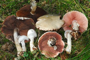 Žampión dlouhonohý Foto: Vello Liiv