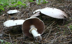 Žampión hajní Foto: Wikimedia, Autor: Strobilomyces