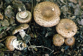 Žampión vlnatý Foto: www.mycokey.com