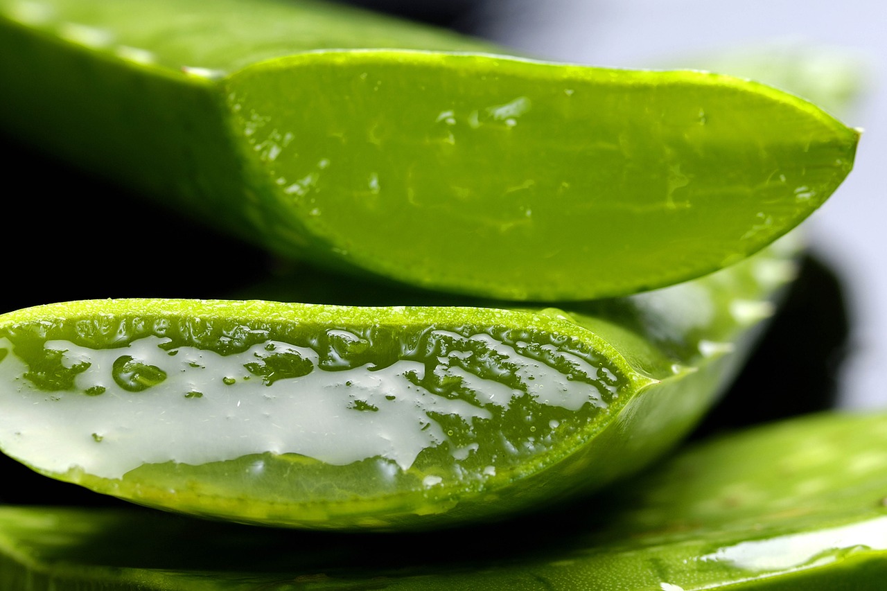Aloe vera má příznivé účinky na podporu imunity. aloe vera podpora imunity