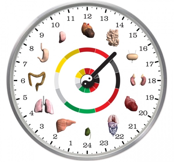 Orgánové hodiny Orgánové hodiny podle čínské medicíny