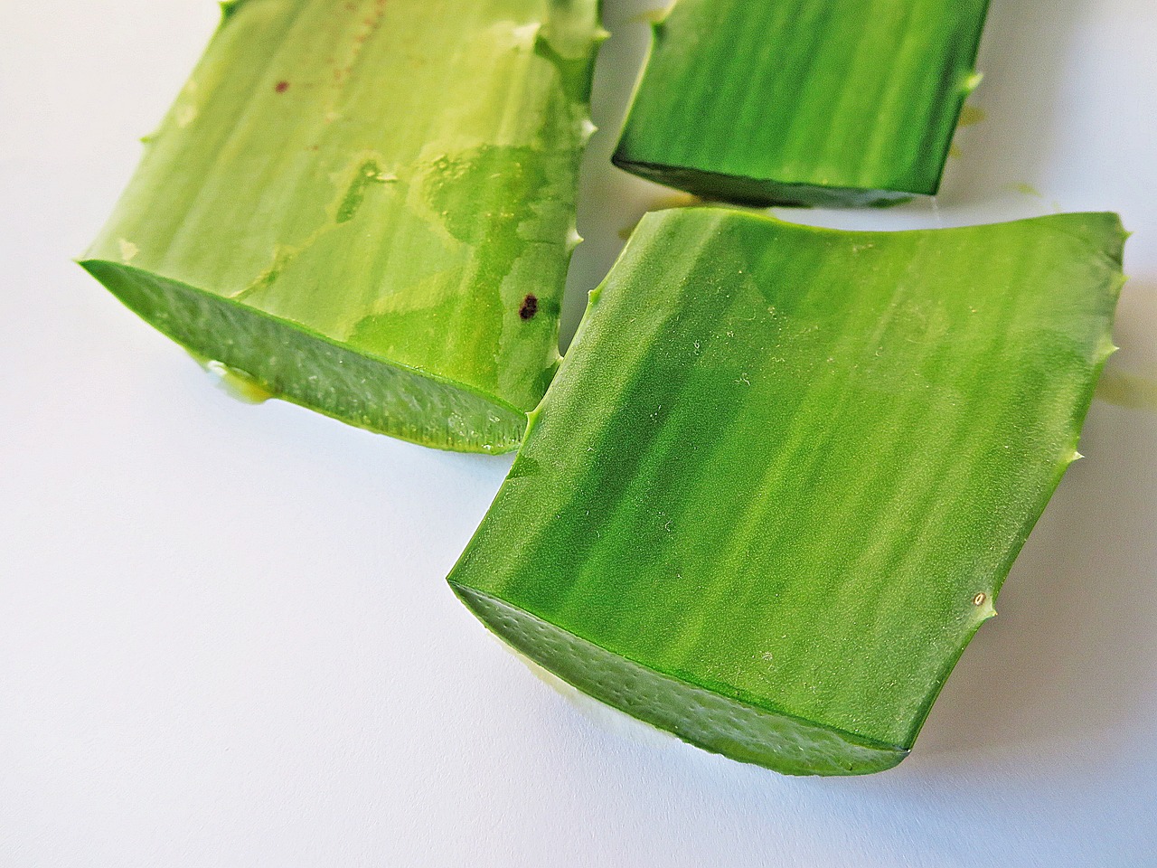 Aloe vera pomáhá léčit a tlumí otok po bodnutí hmyzem. otok po bodnutí hmyzem
