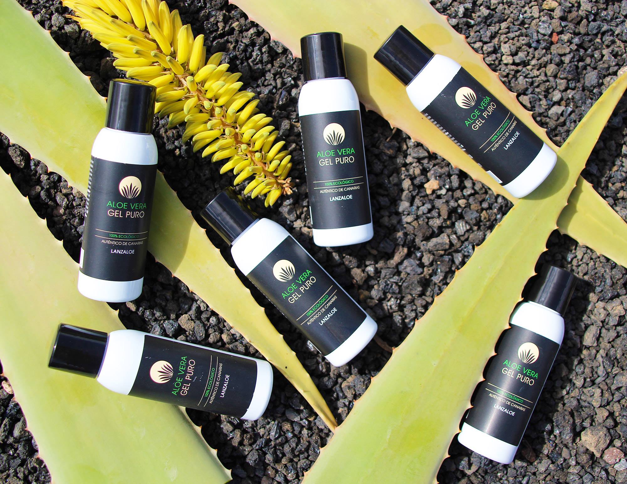 Aloe vera gel lisovaný za studena udržuje všechny blahodárné účinky rostliny recepty aloe vera gel