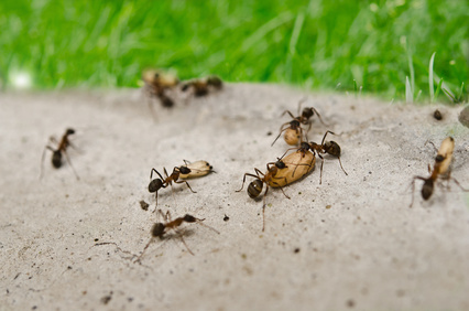 Mravence lze jednoduše vyhnat za pomoci babských rad. 