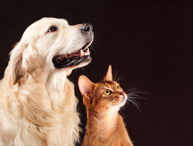Pes a kočka dokážou velmi zkvalitnit život člověka. 