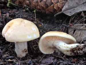 Čirůvka májovka_Jarní houby