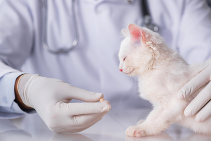 Nemoci koček a jejich příznaky