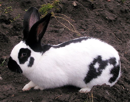 plemena králíků - německý obrovitý strakáč