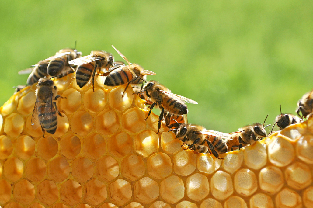 Kdy začít chovat včely?