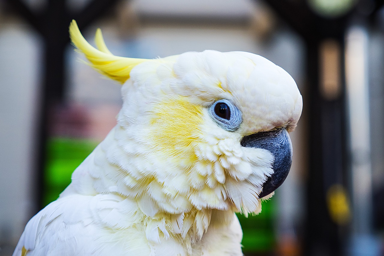 papoušek kakadu_roz