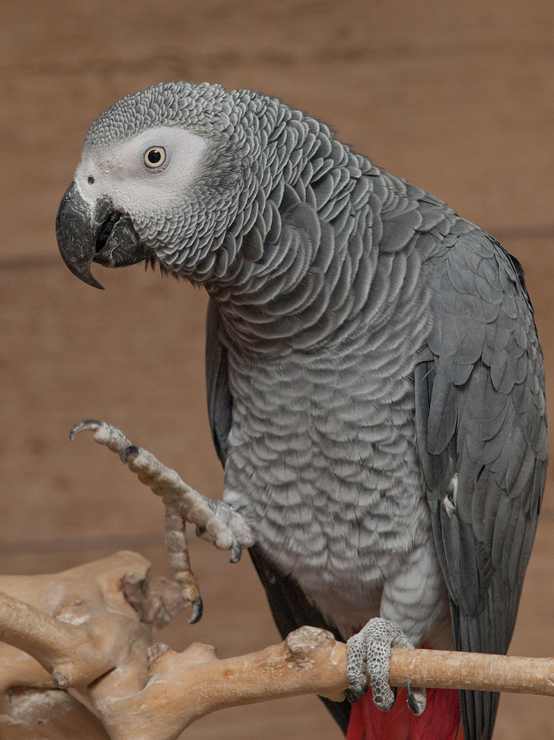 papoušek žako_roz