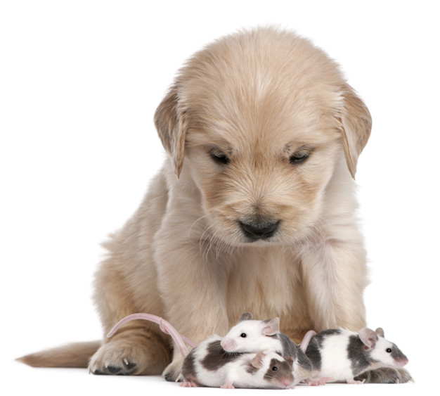 Proč pes žere myši?