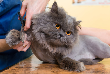 Kočka domácí chovaná v bytě potřebuje častější stříhání drápku než venkovní kočka. 
