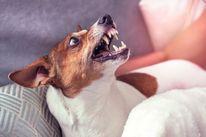 Veterinární diety pro psy mají různé složení stravy v závislosti na tom, co pejska trápí. 