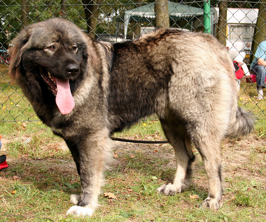 kavkazský pastevecký pes