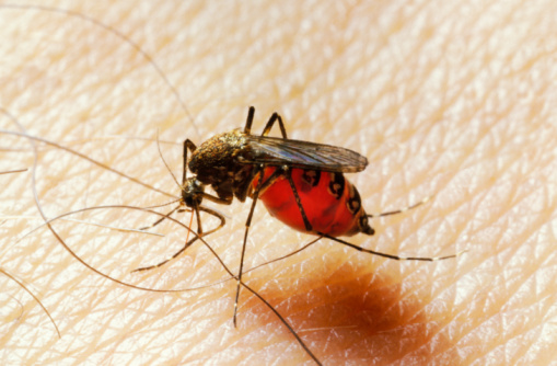 Malárie_tropické onemocnění (2)