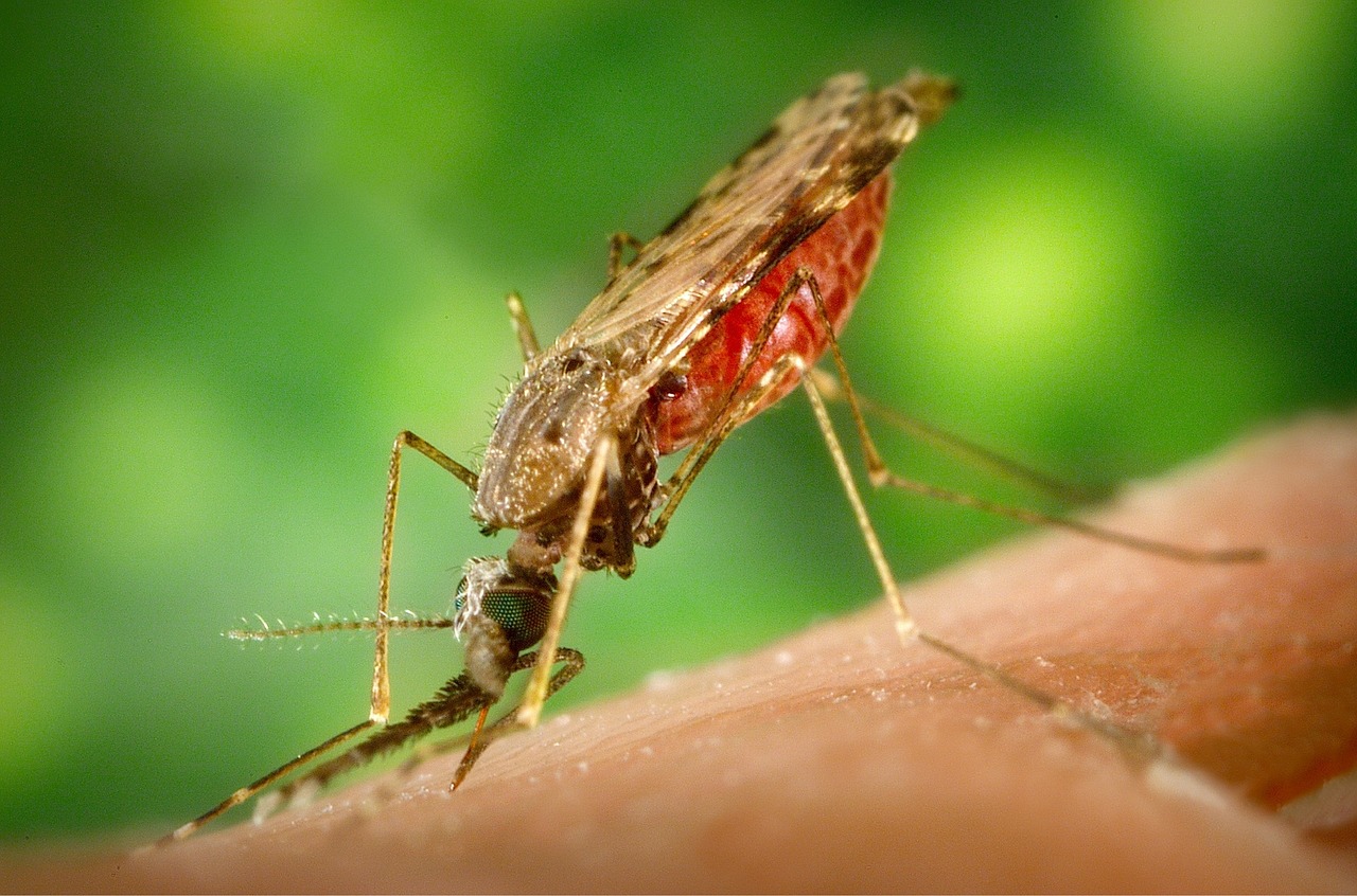 Malárie_tropické onemocnění (3)