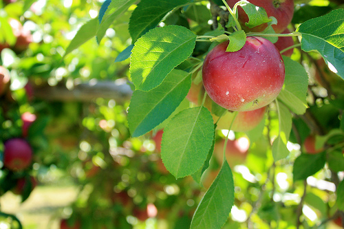 Má jablečný ocet vliv na hubnutí?