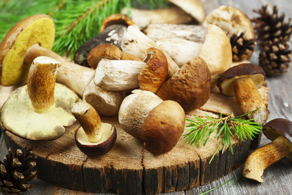 Houbařská sezóna začíná! Kam na houby a jakými recepty z hub oslníte?