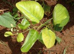 Pterocarpus santalinus