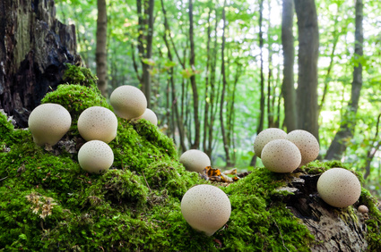 Pýchavka patří k nejoblíbenějším houbám. Poradíme tři recepty z pýchavky pro mlsné jazýčky