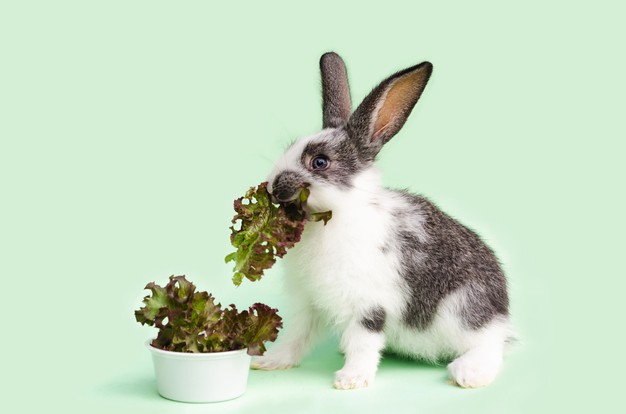 little-baby-rabbit-eating-fresh-vegetables-lettuce-leaves_117638-437.jpg