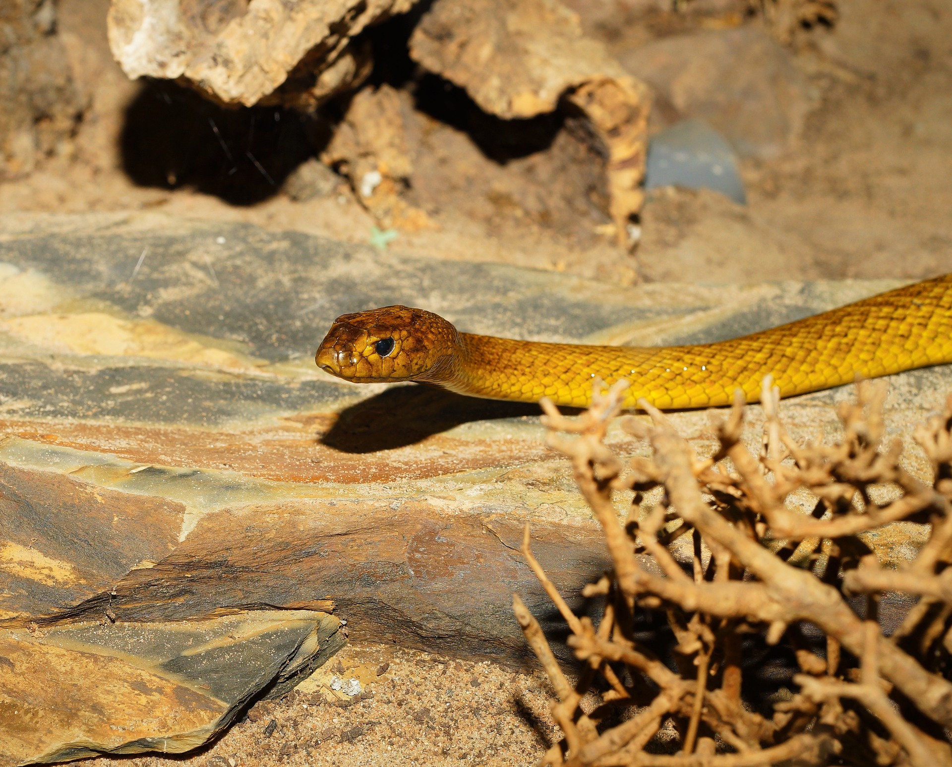 nejjedovatější had na světě - taipan menší