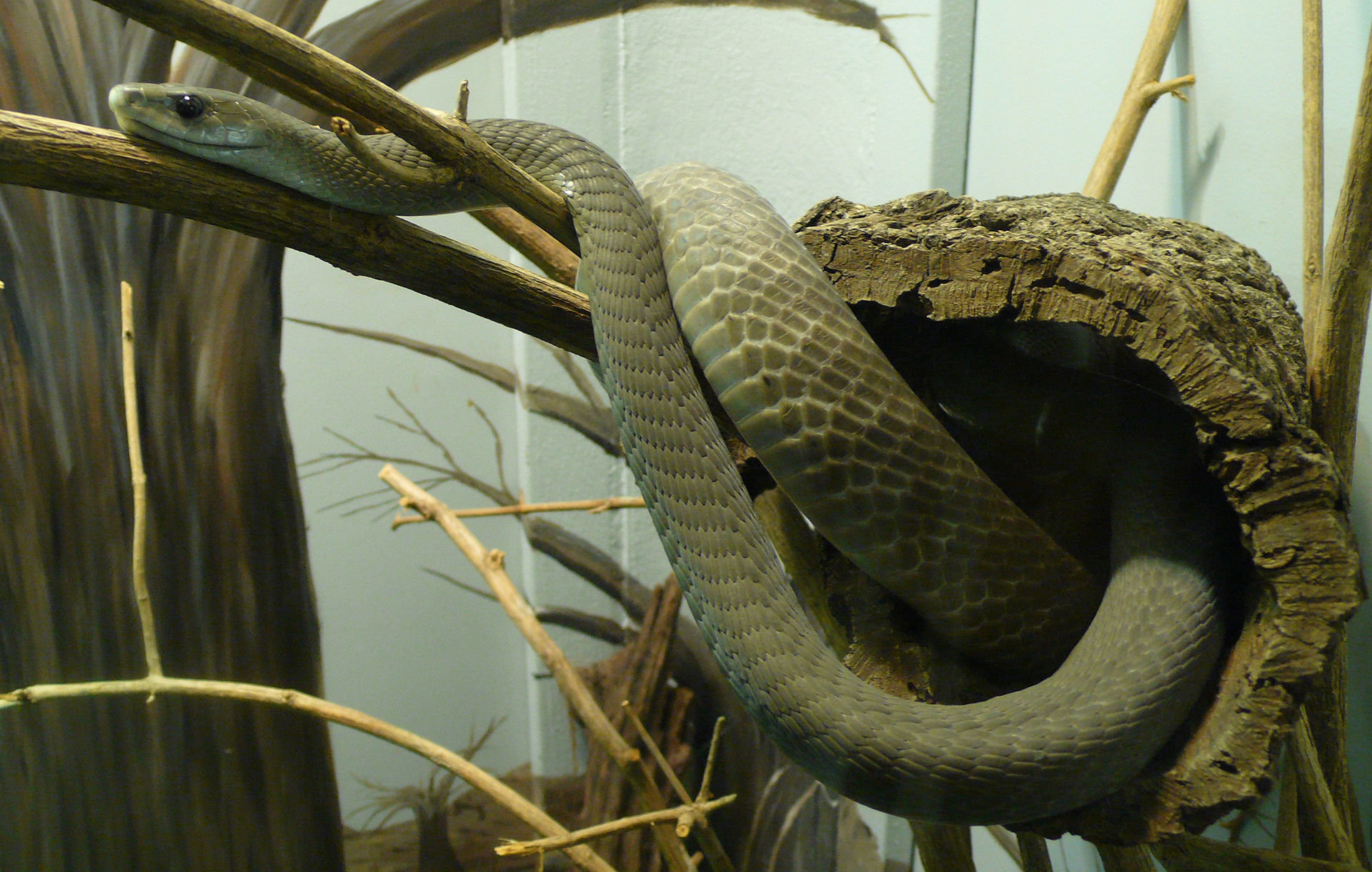 nejjedovatější hadi světa - mamba černá