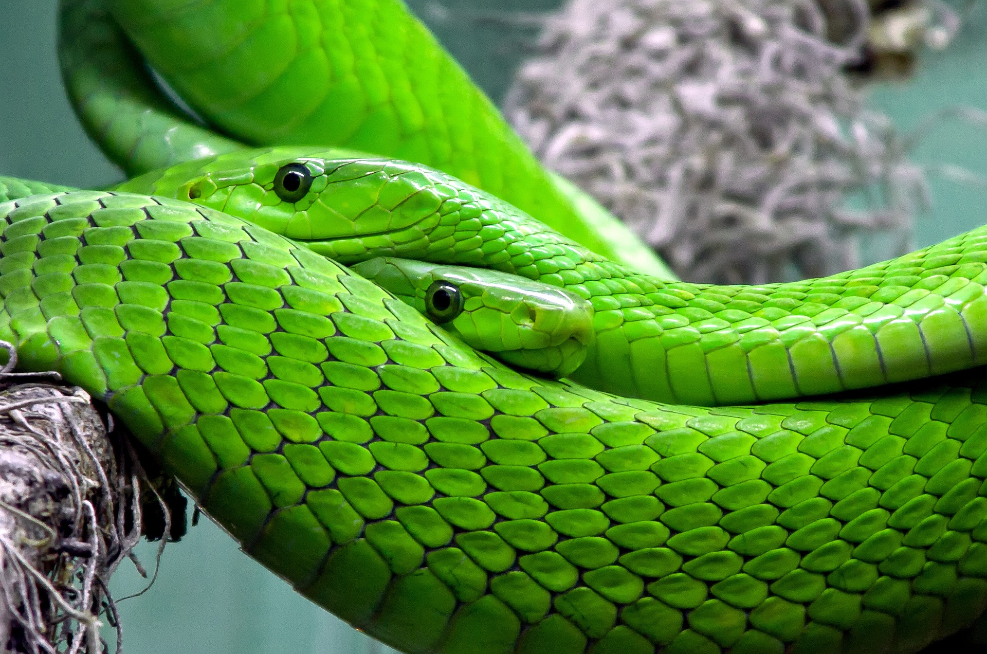nejjedovatější hadi světa - mamba zelená
