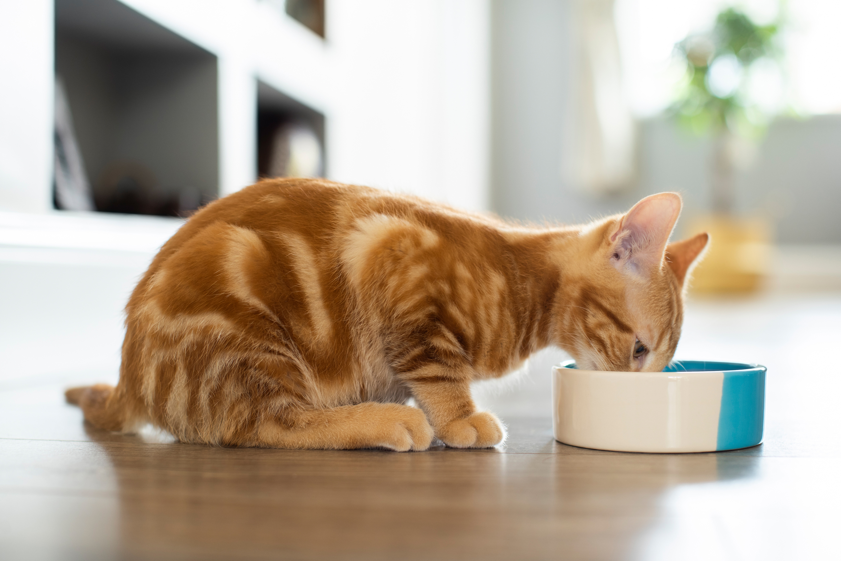Jak dlouho může být kočka bez jídla?