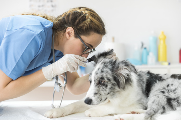 psí nemoci veterinář