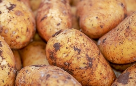Prode brambor
