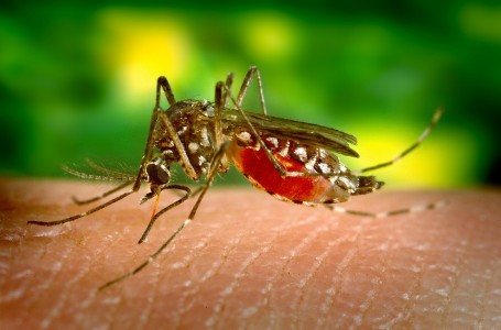 Horečka dengue už není jen vzdálenou hrozbou, můžete se jí nakazit i v jižní Evropě. Horečka dengue už není jen vzdálenou hrozbou, můžete se jí nakazit i v jižní Evropě.